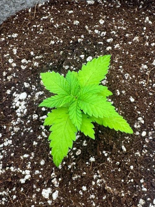 Tropicanna Poison F1 Fast - Sweet Seeds. Week 3