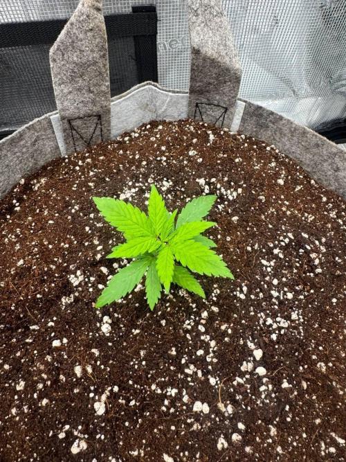 Tropicanna Poison F1 Fast - Sweet Seeds. Week 3