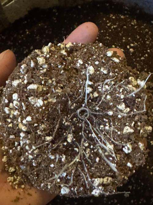 Tropicanna Poison F1 Fast - Sweet Seeds. Week 3