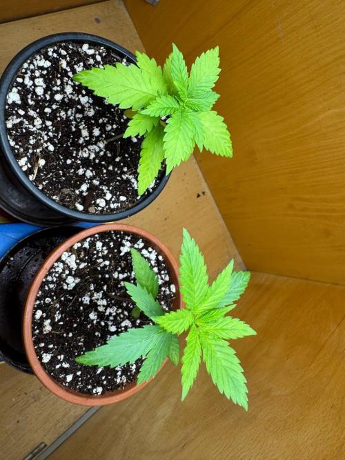 Tropicanna Poison F1 Fast - Sweet Seeds. Week 3