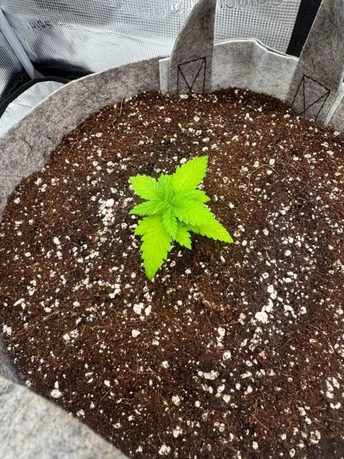Tropicanna Poison F1 Fast - Sweet Seeds. Week 3