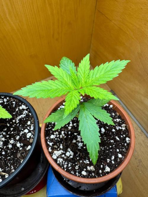 Tropicanna Poison F1 Fast - Sweet Seeds. Week 3