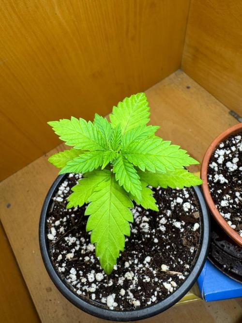 Tropicanna Poison F1 Fast - Sweet Seeds. Week 3