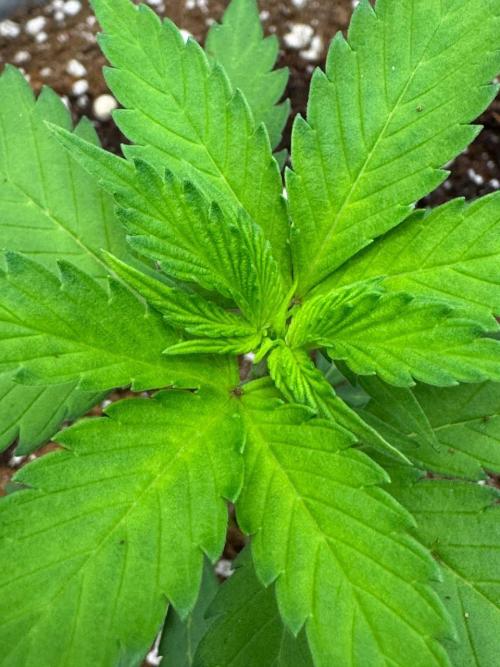 Tropicanna Poison F1 Fast - Sweet Seeds. Week 4
