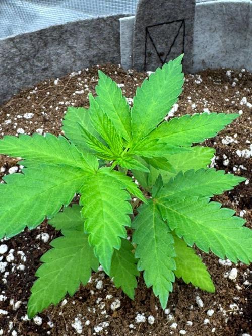 Tropicanna Poison F1 Fast - Sweet Seeds. Week 4
