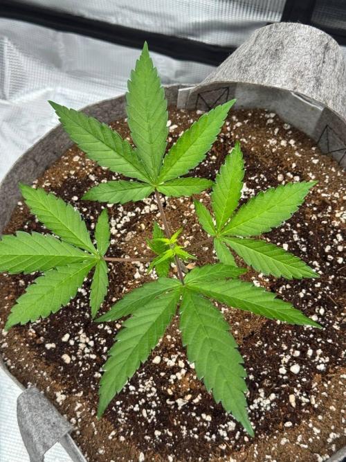 Tropicanna Poison F1 Fast - Sweet Seeds. Week 5