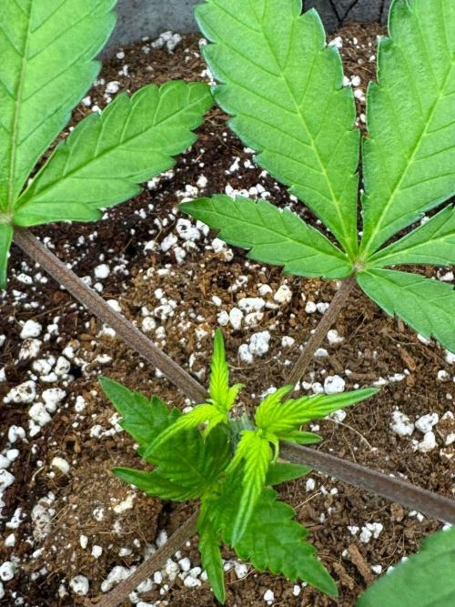 Tropicanna Poison F1 Fast - Sweet Seeds. Week 5