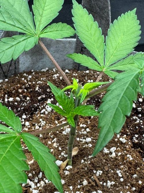 Tropicanna Poison F1 Fast - Sweet Seeds. Week 5