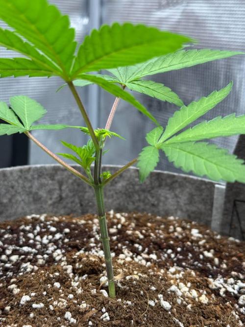 Tropicanna Poison F1 Fast - Sweet Seeds. Week 5