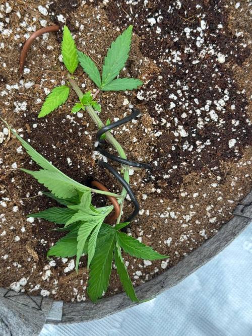 Tropicanna Poison F1 Fast - Sweet Seeds. Week 5