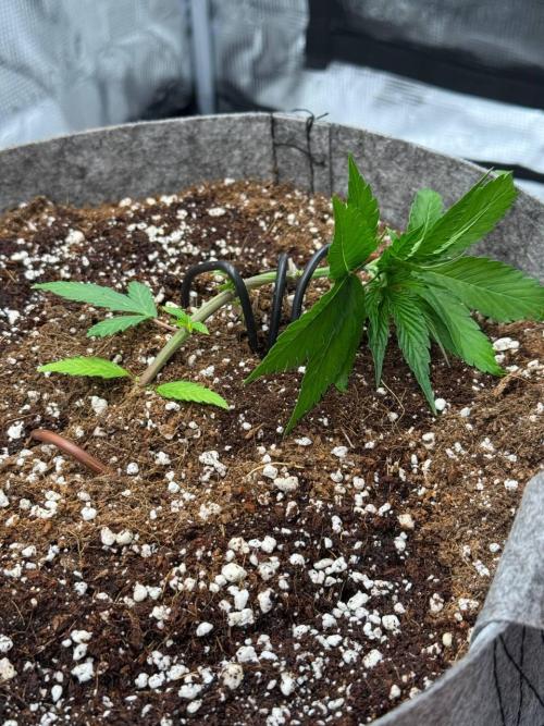 Tropicanna Poison F1 Fast - Sweet Seeds. Week 5