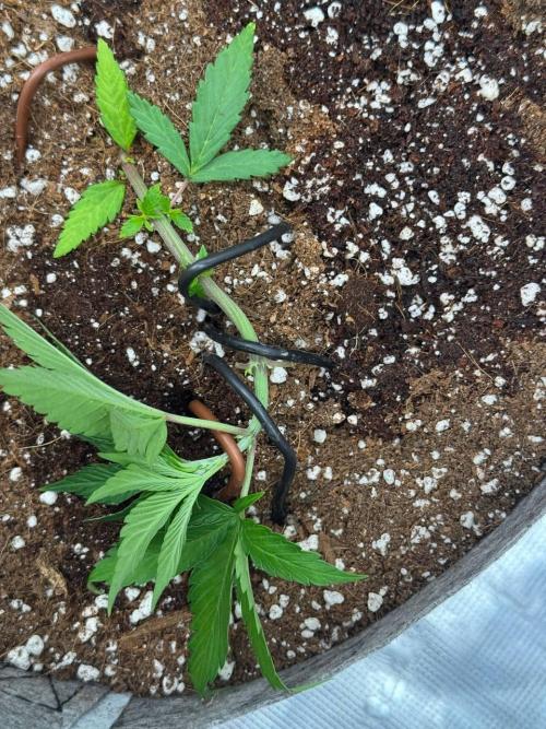 Tropicanna Poison F1 Fast - Sweet Seeds. Week 5