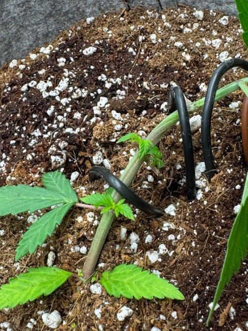 Tropicanna Poison F1 Fast - Sweet Seeds. Week 5