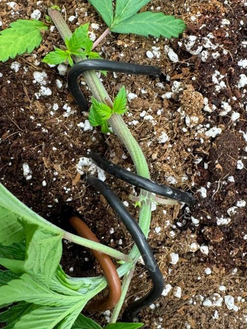 Tropicanna Poison F1 Fast - Sweet Seeds. Week 5