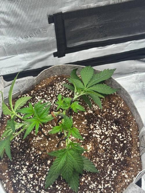 Tropicanna Poison F1 Fast - Sweet Seeds. Week 6