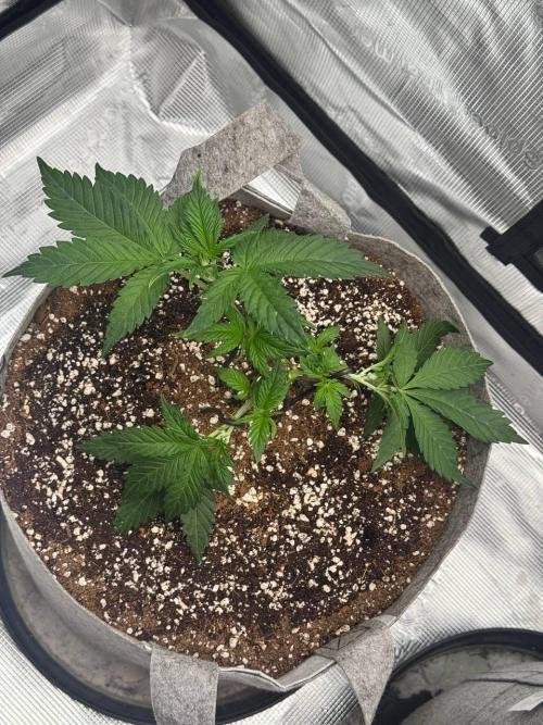 Tropicanna Poison F1 Fast - Sweet Seeds. Week 6