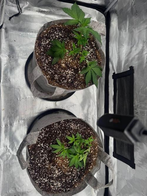 Tropicanna Poison F1 Fast - Sweet Seeds. Week 6