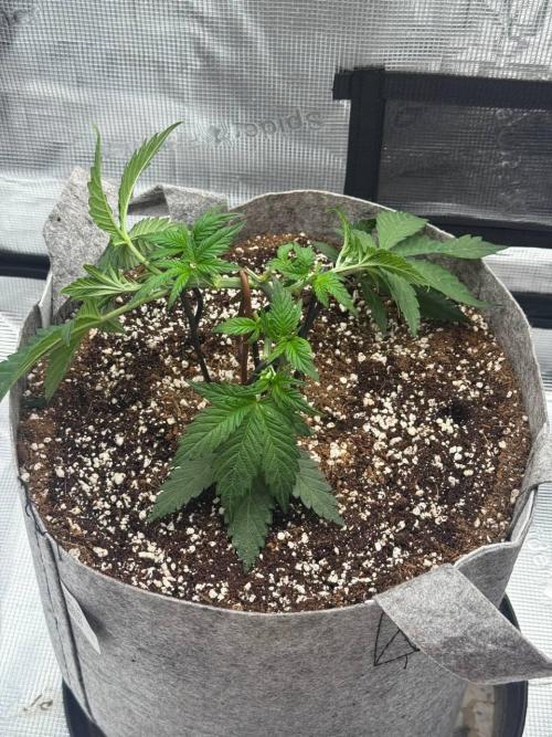 Tropicanna Poison F1 Fast - Sweet Seeds. Week 6