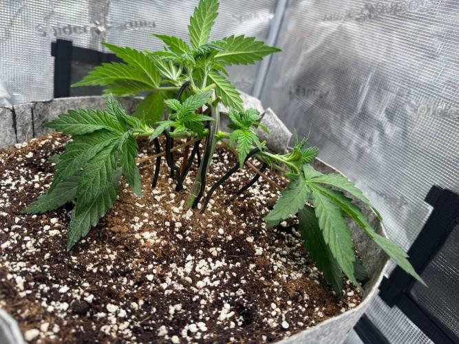 Tropicanna Poison F1 Fast - Sweet Seeds. Week 6