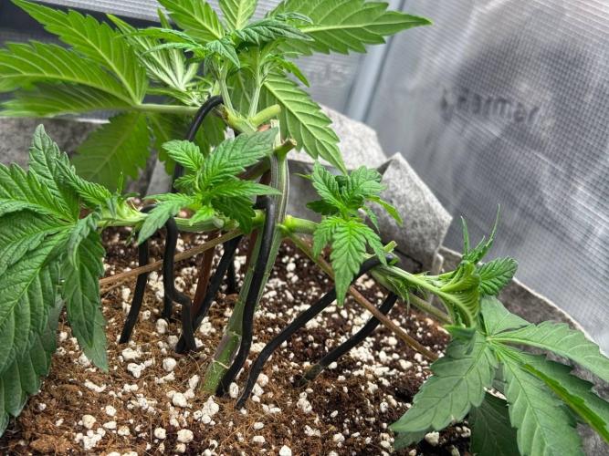 Tropicanna Poison F1 Fast - Sweet Seeds. Week 6