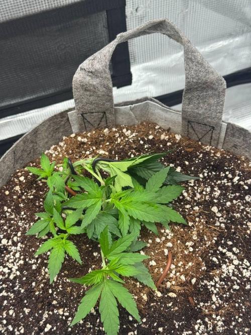 Tropicanna Poison F1 Fast - Sweet Seeds. Week 6