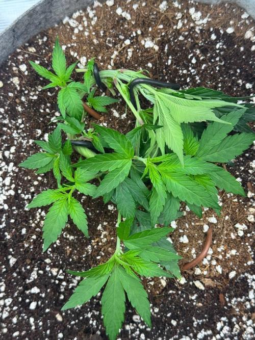 Tropicanna Poison F1 Fast - Sweet Seeds. Week 6