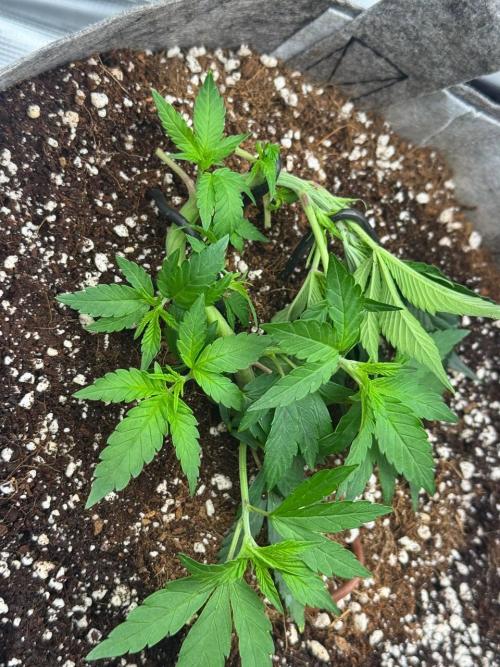 Tropicanna Poison F1 Fast - Sweet Seeds. Week 6