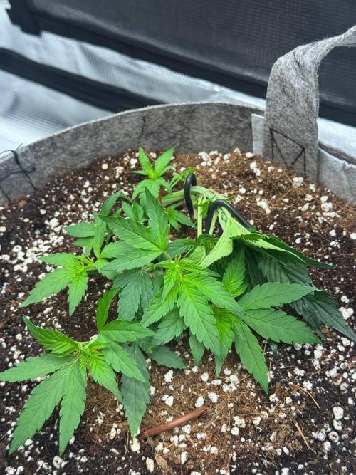 Tropicanna Poison F1 Fast - Sweet Seeds. Week 6