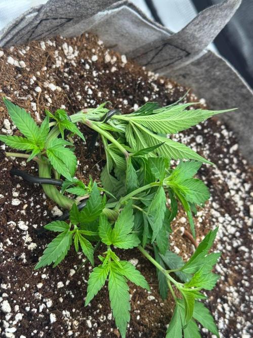 Tropicanna Poison F1 Fast - Sweet Seeds. Week 6