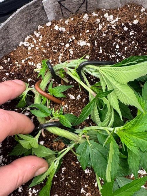 Tropicanna Poison F1 Fast - Sweet Seeds. Week 6