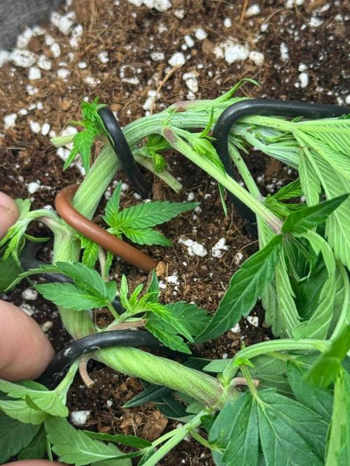 Tropicanna Poison F1 Fast - Sweet Seeds. Week 6