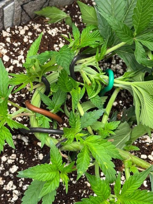 Tropicanna Poison F1 Fast - Sweet Seeds. Week 7