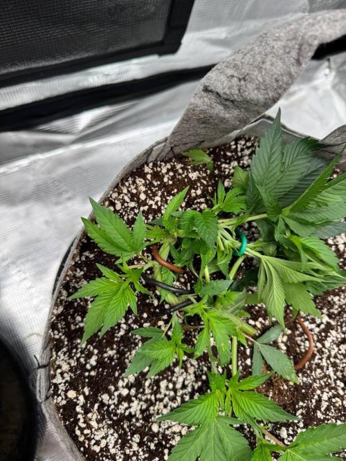 Tropicanna Poison F1 Fast - Sweet Seeds. Week 7