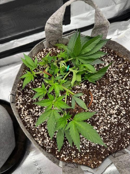 Tropicanna Poison F1 Fast - Sweet Seeds. Week 7