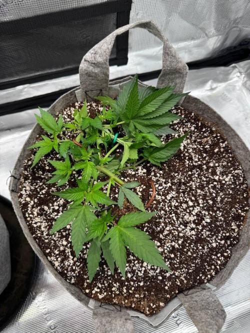 Tropicanna Poison F1 Fast - Sweet Seeds. Week 7