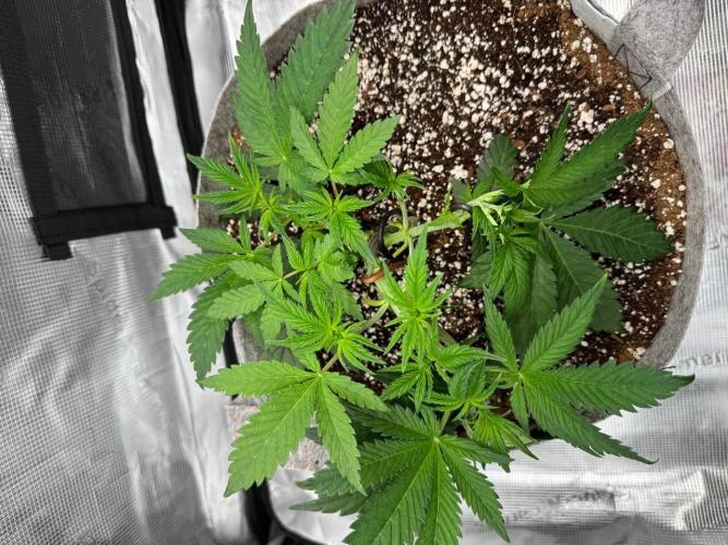 Tropicanna Poison F1 Fast - Sweet Seeds. Week 7