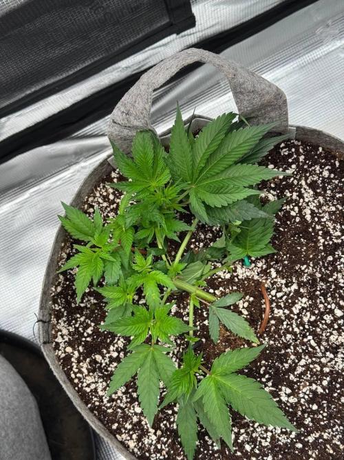 Tropicanna Poison F1 Fast - Sweet Seeds. Week 7