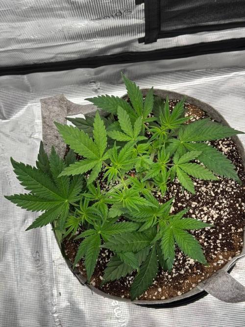 Tropicanna Poison F1 Fast - Sweet Seeds. Week 7