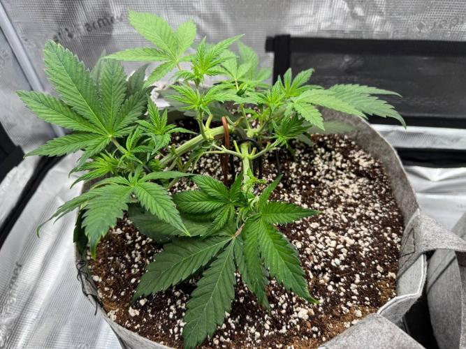 Tropicanna Poison F1 Fast - Sweet Seeds. Week 7