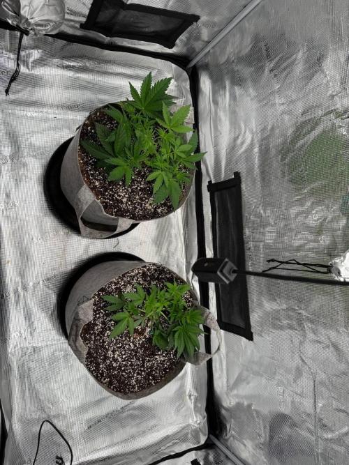 Tropicanna Poison F1 Fast - Sweet Seeds. Week 7