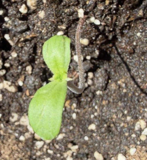 Fast buds Outdoor Balkon 26. Week 1