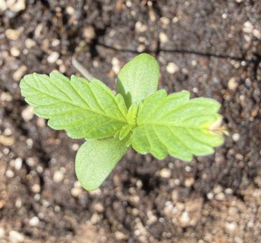 Fast buds Outdoor Balkon 26. Week 1