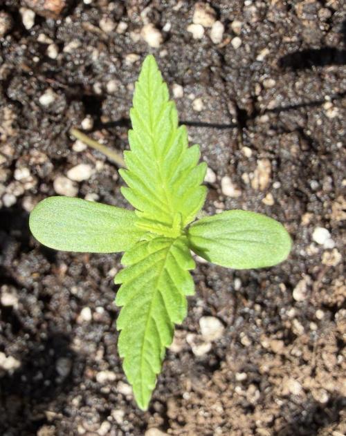 Fast buds Outdoor Balkon 26. Week 1