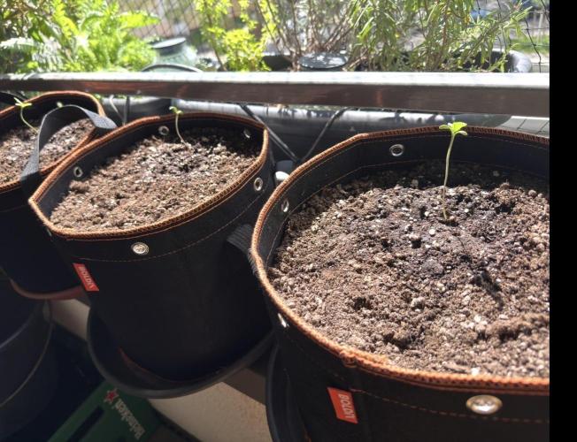 Fast buds Outdoor Balkon 26. Week 1