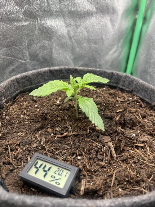 Bruce Lemon Diesel. Week 0