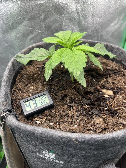 Bruce Lemon Diesel. Week 1