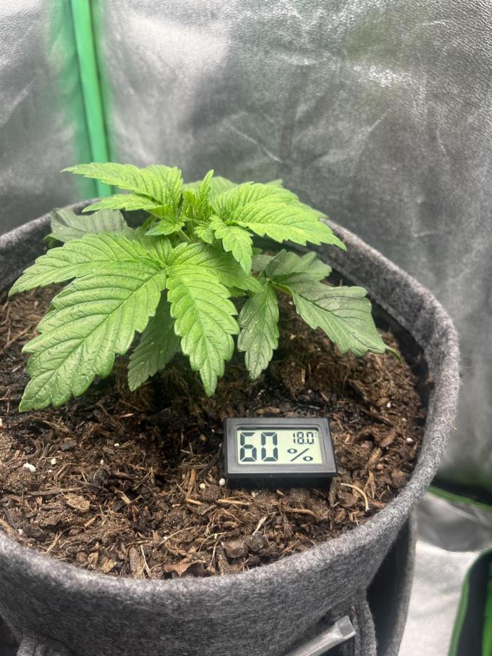 Bruce Lemon Diesel Photoperiod. Week 1 - first attempt to raise air humidity