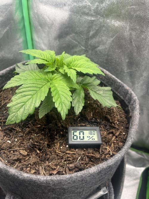 Bruce Lemon Diesel. Week 1
