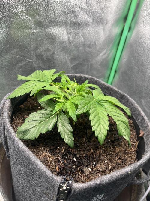 Bruce Lemon Diesel. Week 2