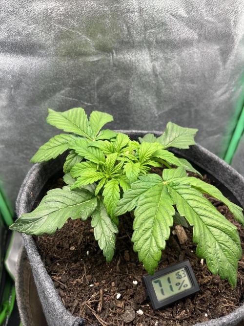 Bruce Lemon Diesel. Week 2
